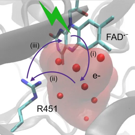 Spectroscopie femtoseconde et modélisation moléculaire révèlent de nouveaux aspects de la photochimie des flavines