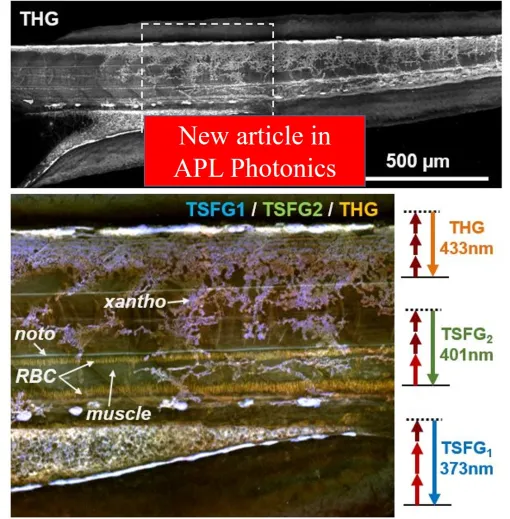 New publication in APL Photonics - Resonant third harmonic generation in biological pigments