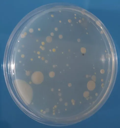 Microbial adaptation