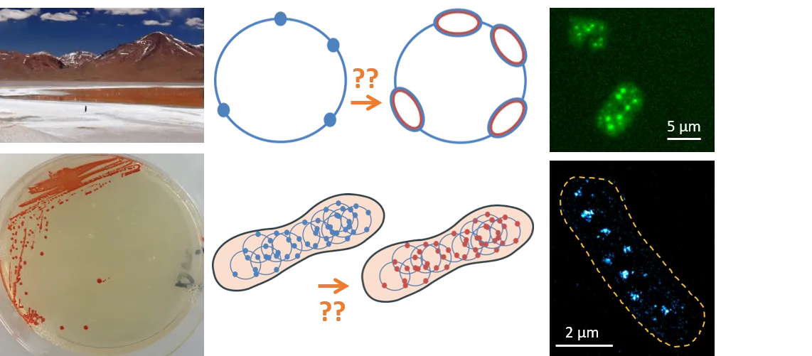 Replication in archaea