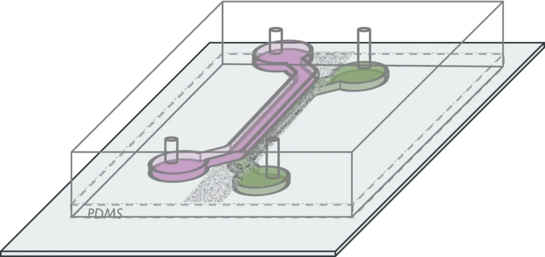 Microfluidique et organes sur puce