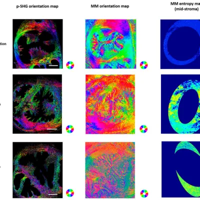 New publication in APL Photonics - Advanced optical polarimetric microscopy reveals spatio-temporal dynamics of cervix remodeling during gestation