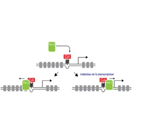 Au-delà de la séquence : quand la structure de l’ADN régule les gènes