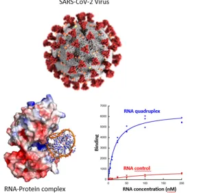 Les G-quadruplexes d'ADN interagissent avec le SARS-Cov-2