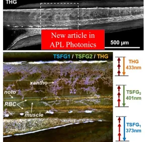 New publication in APL Photonics - Resonant third harmonic generation in biological pigments