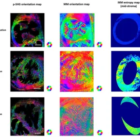 New publication in APL Photonics - Advanced optical polarimetric microscopy reveals spatio-temporal dynamics of cervix remodeling during gestation