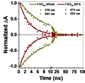 New publication in ACS J. Phys. Chem. Letters - Characterization of Thermal Recovery Activation in Fast Photochromic Flavoprotein Charge-Transfer Complexes